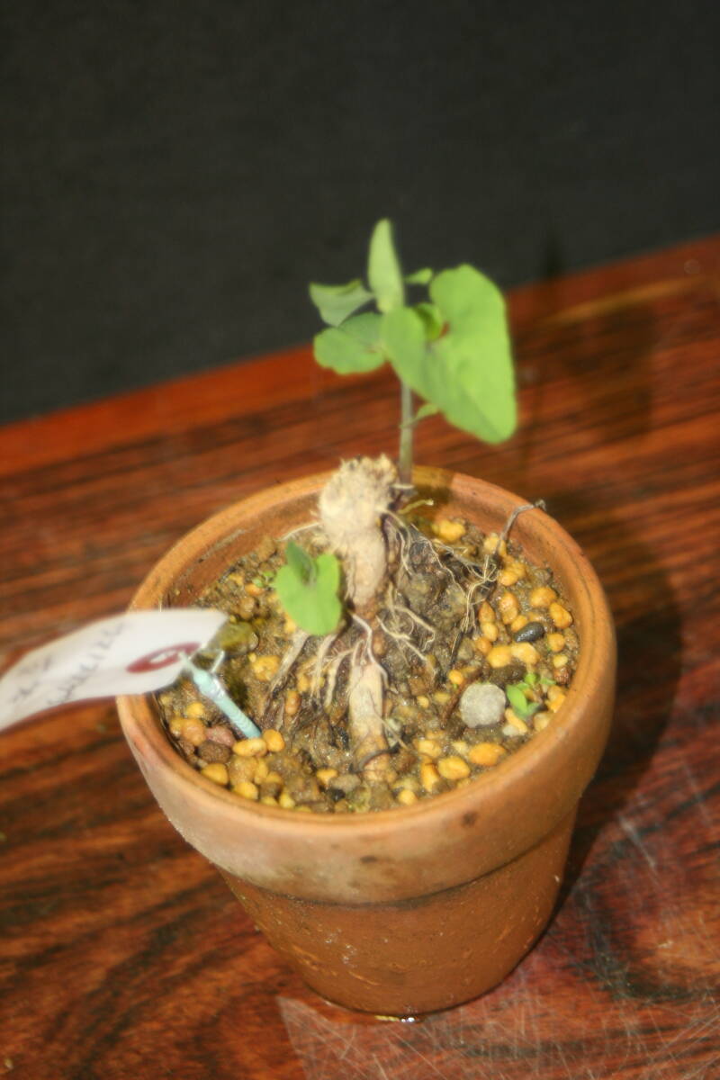 ウマノスズクサ② （草本）苗 ジャコウアゲハの幼虫が食べるそうです 3日以内同梱可の画像3
