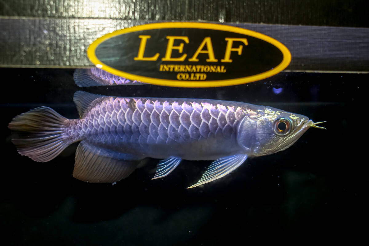 売り切り、マレーシア産 極上藍底過背金龍『 ＤＯＳ・ＢＬＵＥ・AROWANA ・Ｆ４ 』 メタルブルータイプ強烈光沢 27ｃｍ NO2515の画像7