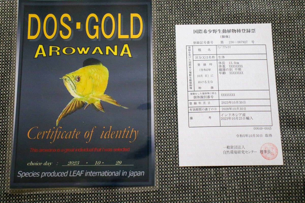 売り切り、インドネシア産　極上、純血本物過背金龍『　ＤＯＳ・ＧＯＬＤ・AROWANA　』　フルゴールデン２４ｋ　NO.1360_画像9