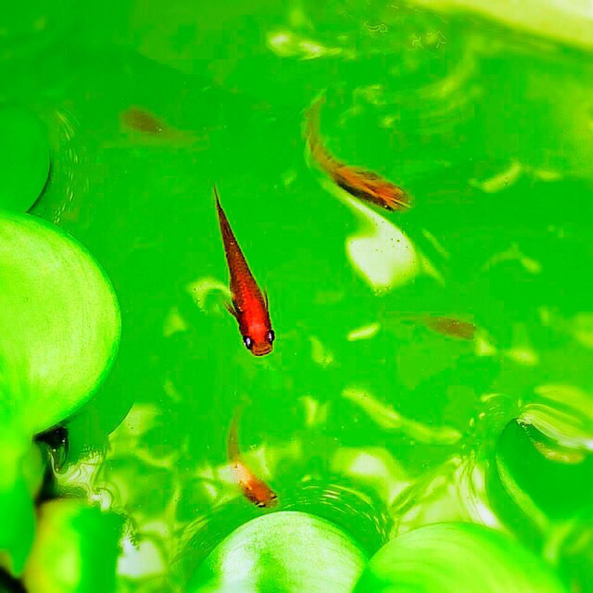 グリーンウォーター　800ml 種水 メダカ　金魚　稚魚 栄養　色上げ　クロレラ　餌　めだか　稚魚　フード　PSB 産卵促進　越冬