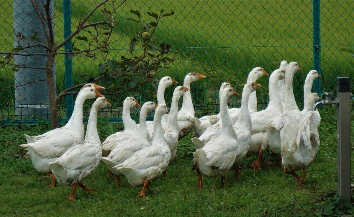  production ...0~1 day. egg goose meal for have . egg 1 piece from 9 piece till buying ... necessary number . please choose. one 600 jpy.