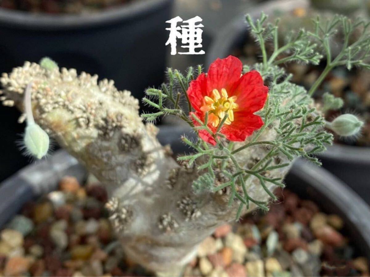 多肉植物　紅花モンソニア ペニクリナム　種4粒_画像1