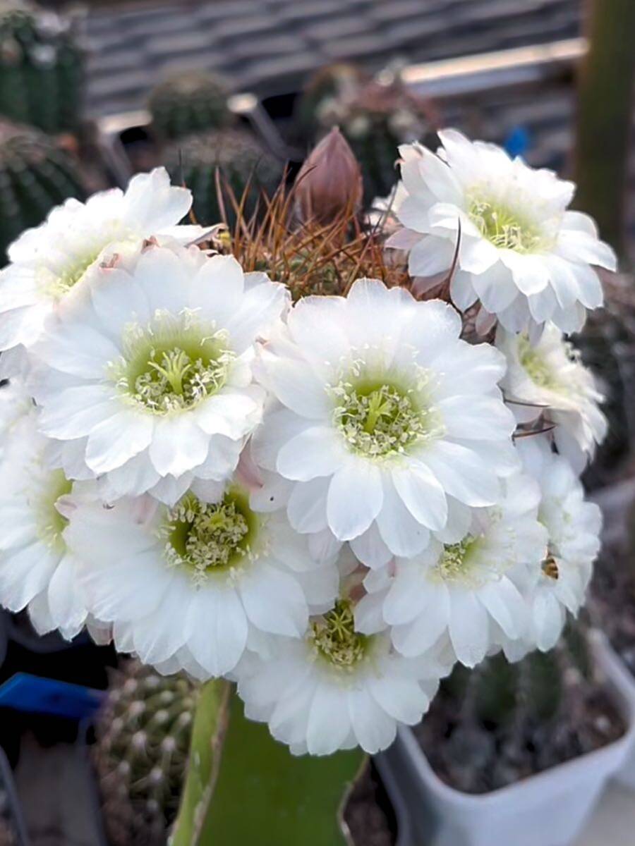 多肉植物　大輪花サボテン　ホワイトワイルド_画像1