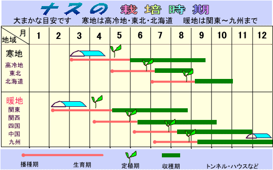 信州の伝統野菜 小布施丸なす 10粒 .の画像2