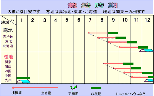 たたら辛味大根 30粒の画像2