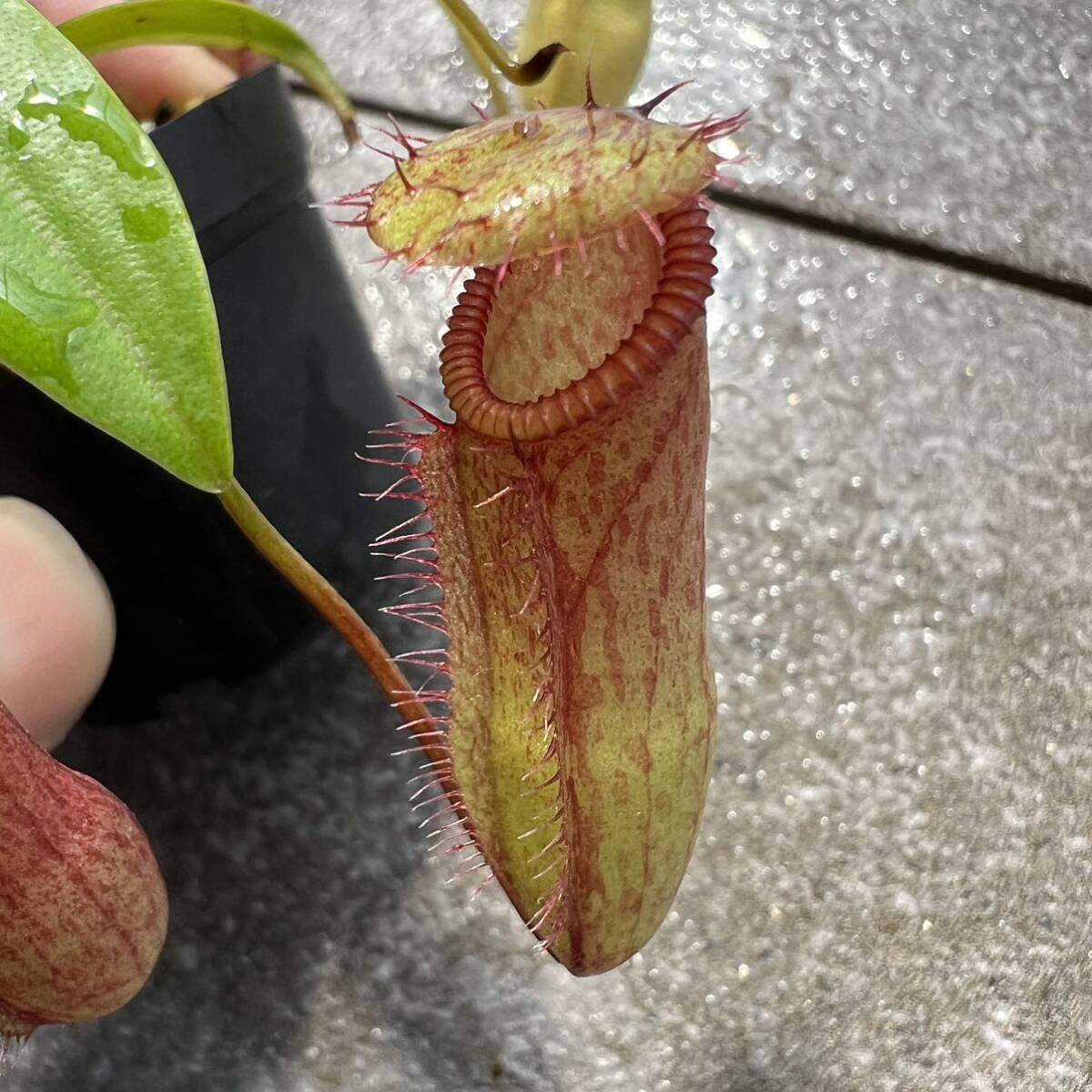 BE-3672 N. ventricosa x hamata ウツボカズラ 食虫植物 ネペンテス 2_画像9