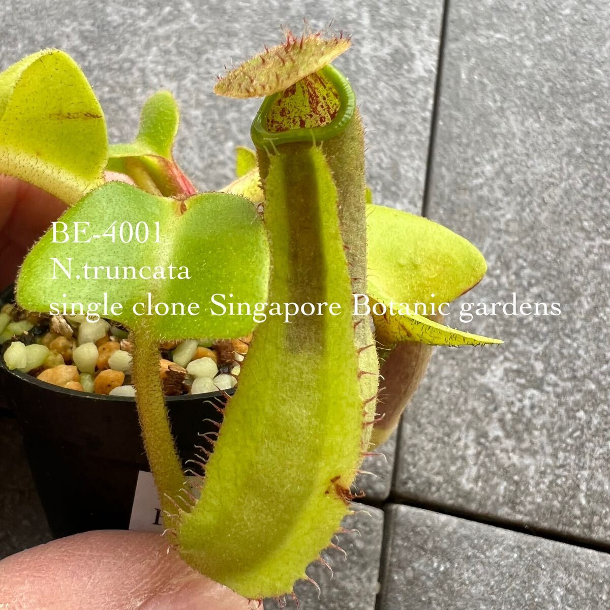 期間限定Spring Sale!! BE-4001 N.truncata single clone-Singapore Botanic gardens ウツボカズラ 食虫植物 ネペンテス 1の画像1