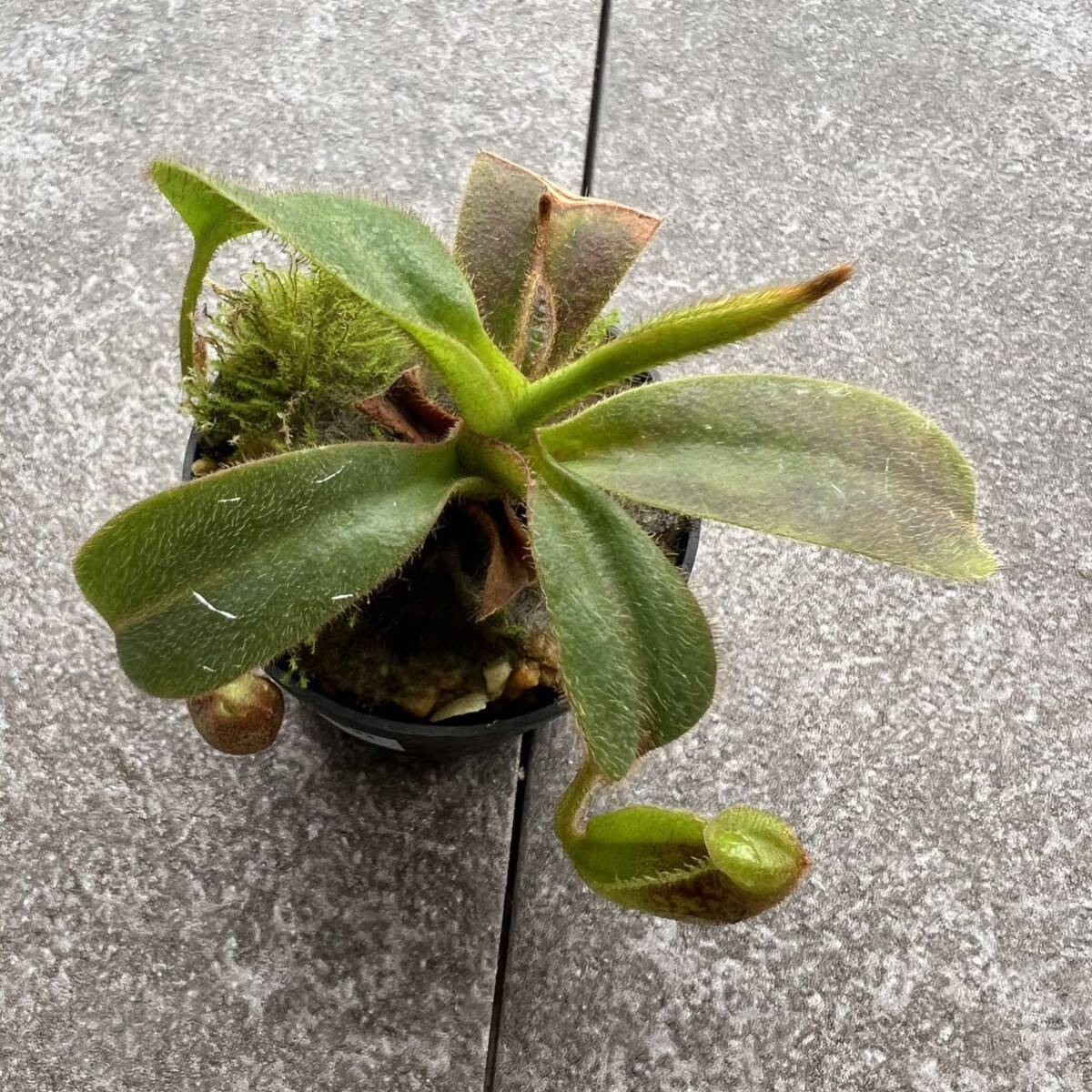 期間限定Spring Sale!! BE-3921 N. mollis (formerly N. hurrelliana)ウツボカズラ 食虫植物 ネペンテス_画像8
