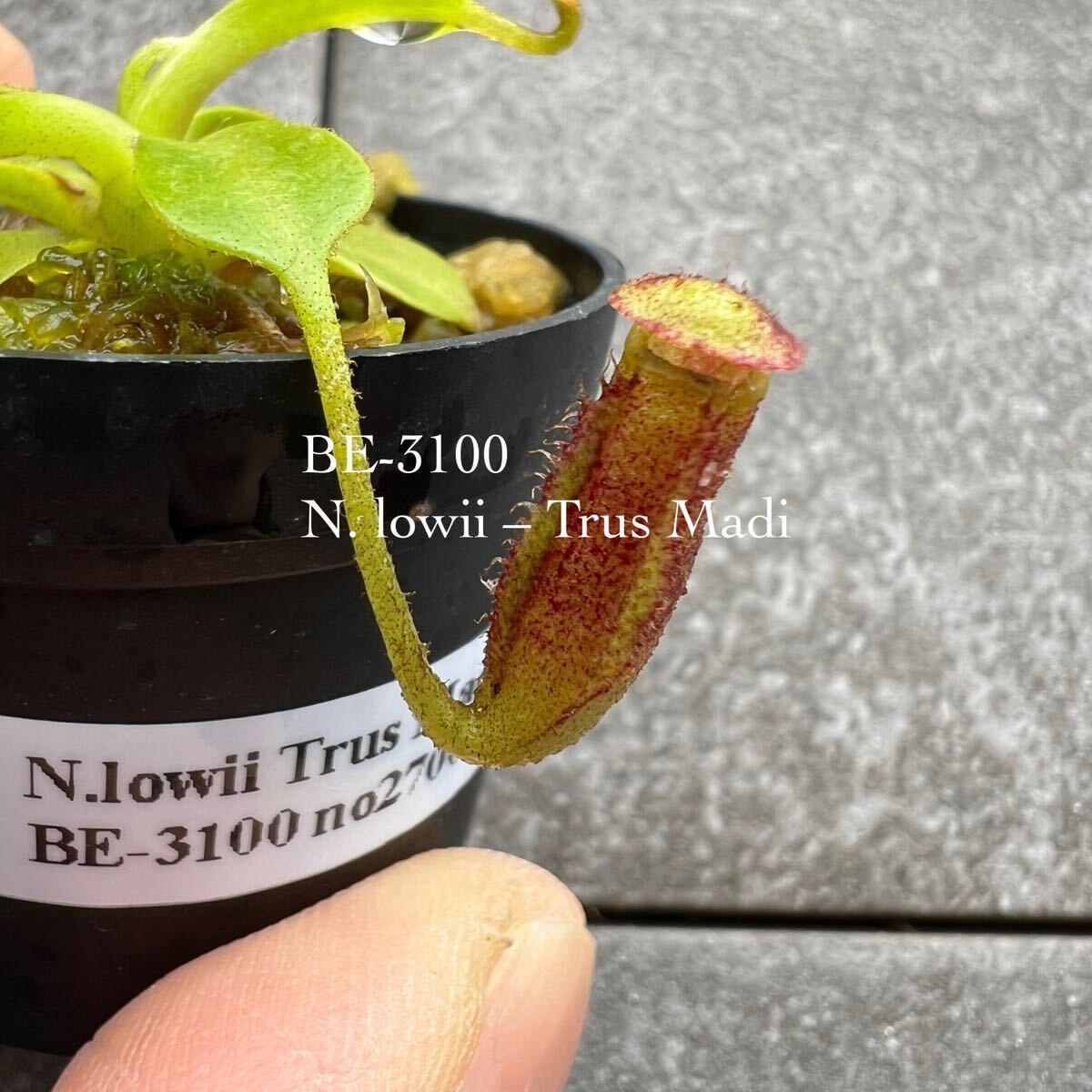 期間限定Spring Sale!! BE-3100 N. lowii Trus Madi ウツボカズラ 食虫植物 ネペンテス 0_画像1