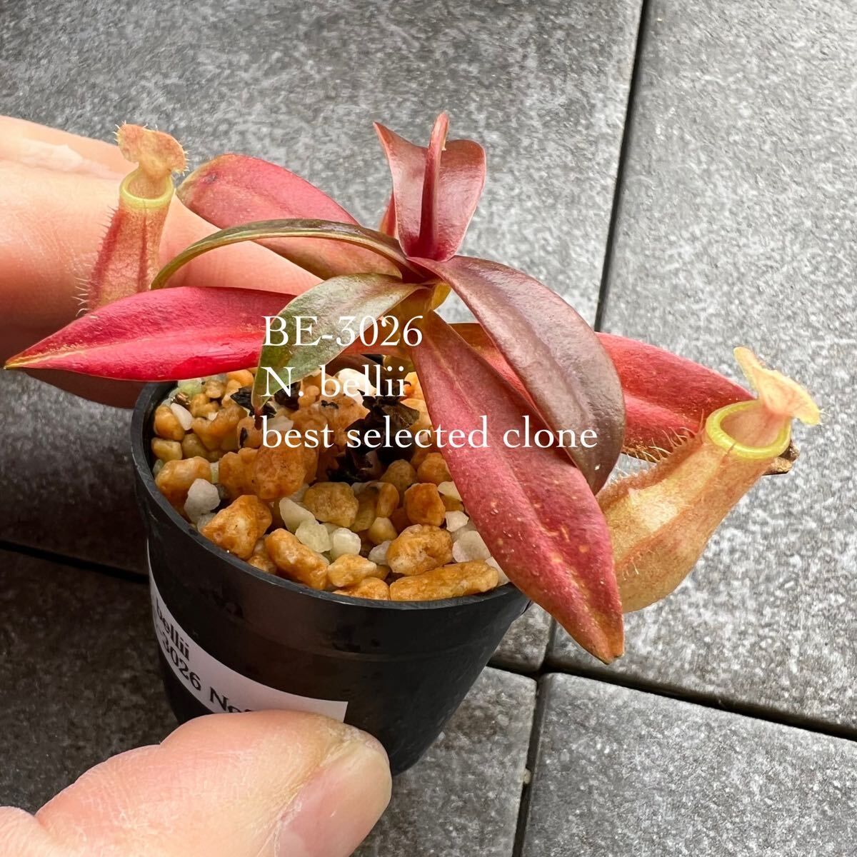 期間限定Spring Sale!! BE-3026 N. bellii ウツボカズラ 食虫植物 ネペンテス 3_画像1