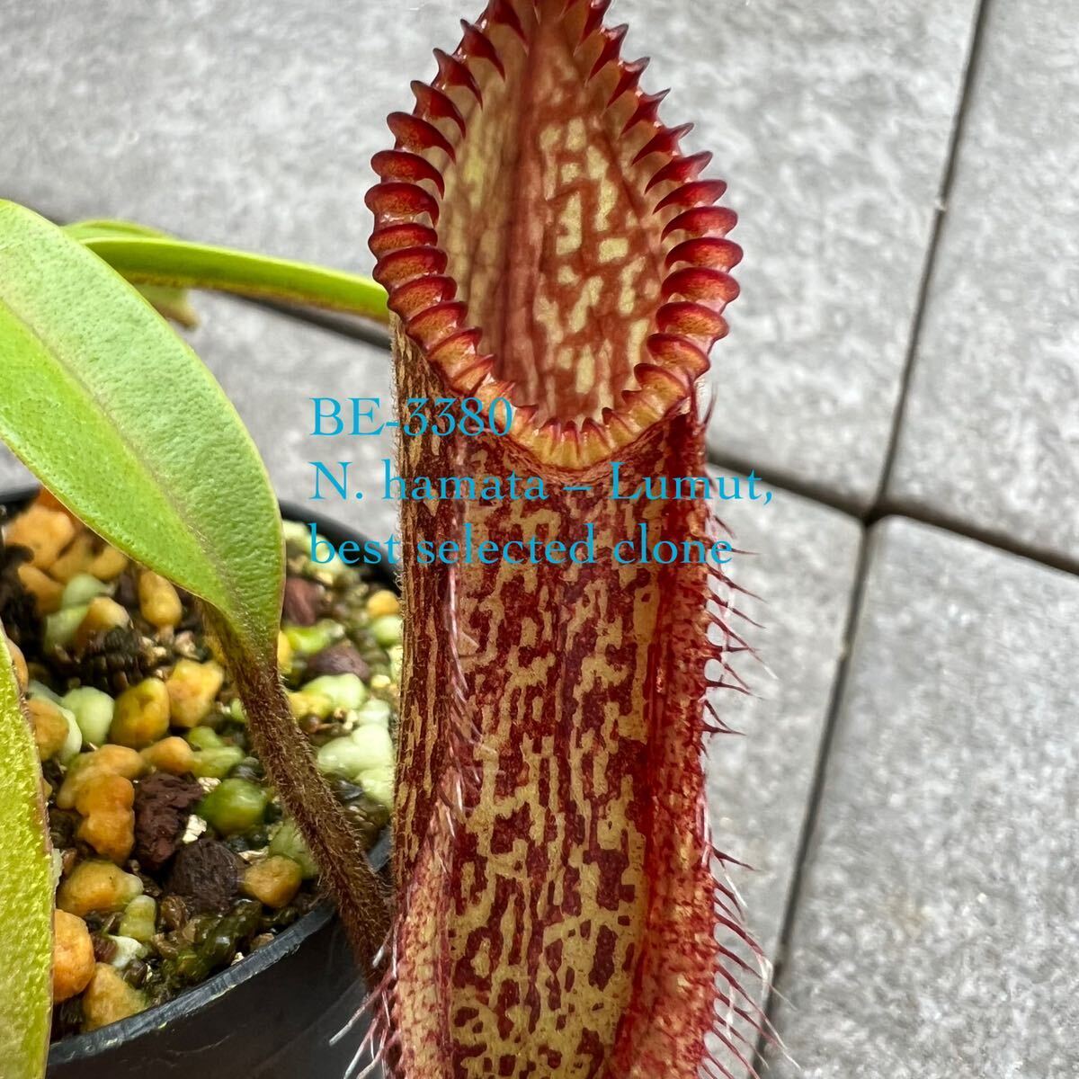 BE-3380 N. hamata Lumut, best selected cloneウツボカズラ 食虫植物 ネペンテス 3の画像1