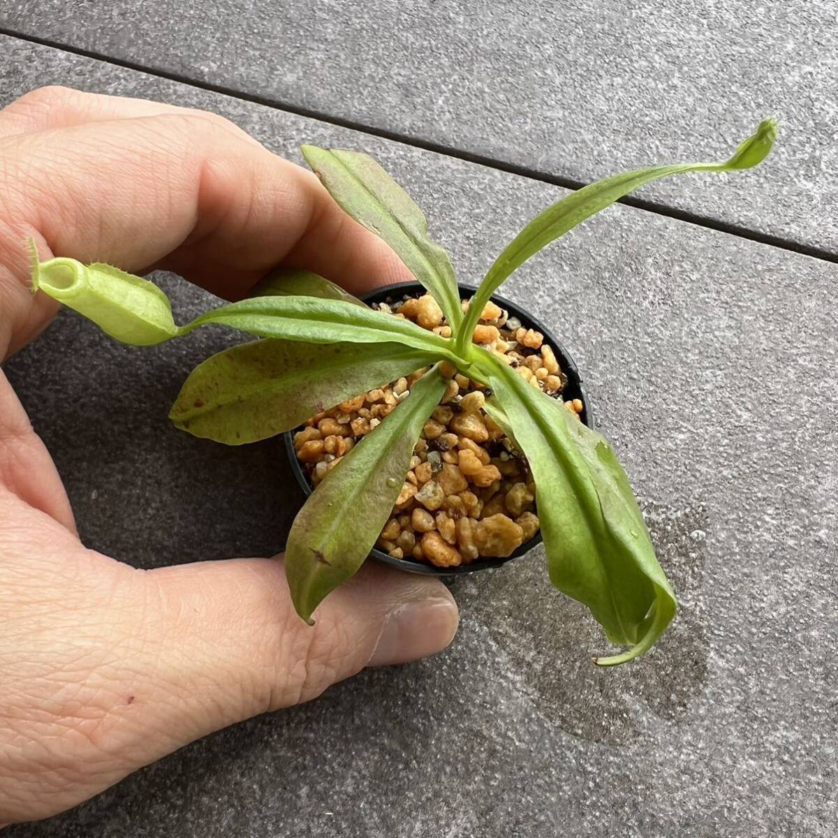 N. rafflesiana ‘Brunei nivea’ BE-3141 ウツボカズラ 食虫植物 ネペンテス 8_画像5