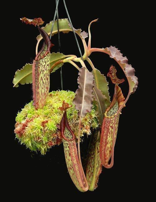 BE-3786 N. maxima 'wavy leaf'- clone # 9 ウツボカズラ 食虫植物 7.._画像2