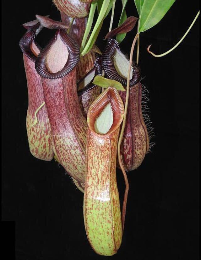 BE-3672 N. ventricosa x hamata ウツボカズラ 食虫植物 ネペンテス 2_画像3