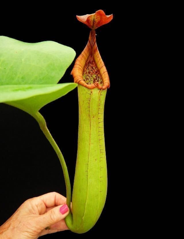 期間限定Spring Sale!! BE-4001 N.truncata single clone-Singapore Botanic gardens ウツボカズラ 食虫植物 ネペンテス 1の画像2