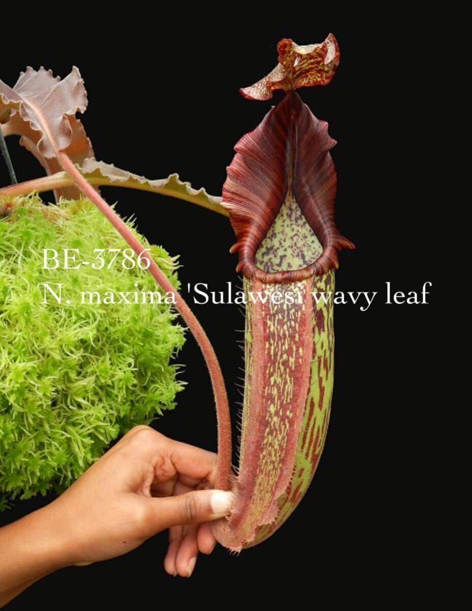 BE-3786 N. maxima 'wavy leaf'- clone # 9 ウツボカズラ 食虫植物 7.._画像1