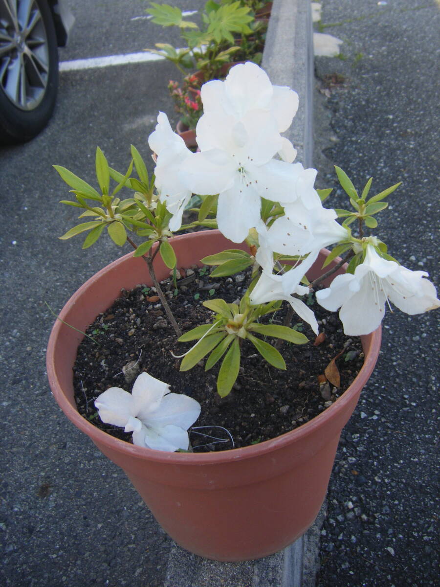 ヒラドツツジ　白花　４０ｃｍ　８号鉢　庭木　植木　花言葉「恋の喜び」「節度」「慎み」 　☆ 白い花は「初恋」_画像1