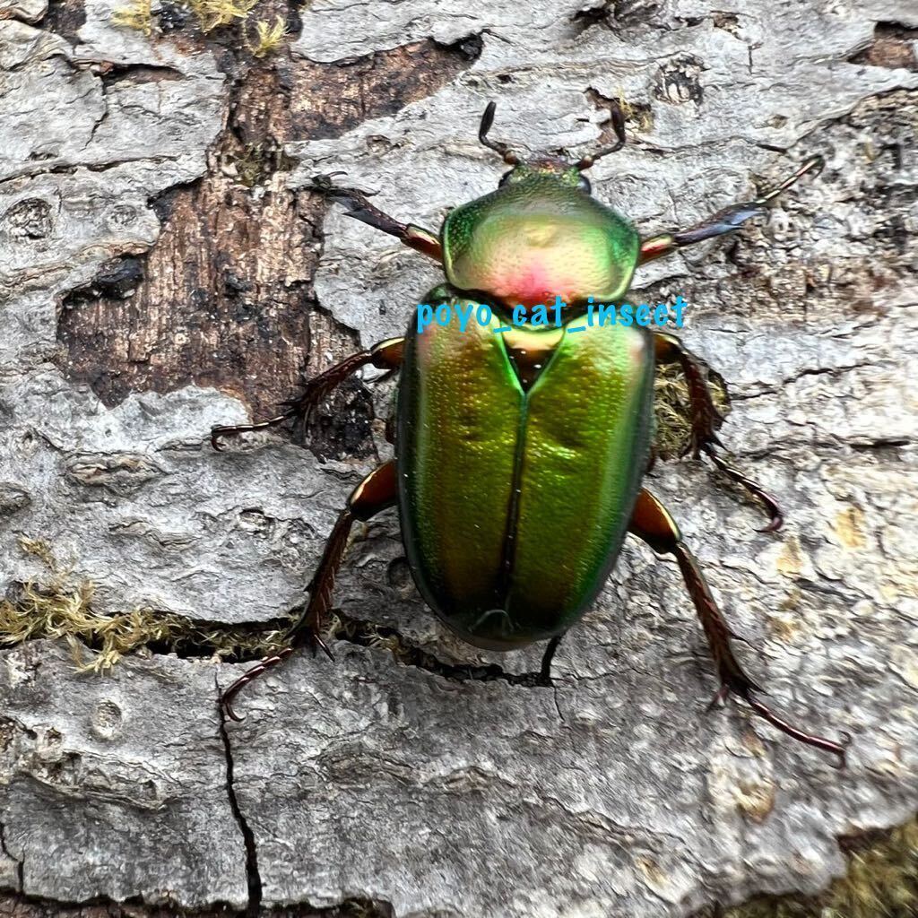 【赤系♂の直仔】ロドリゲスカブトハナムグリ 緑系 成虫ペア【WF1】テオドシア・ロドリゲス　出品No.1_画像4