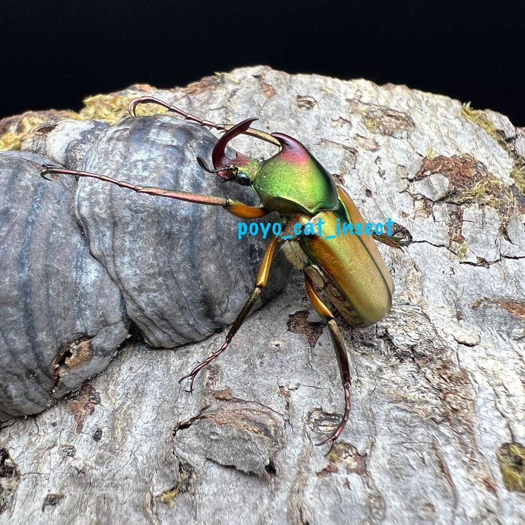 【赤系♂の直仔】ロドリゲスカブトハナムグリ 緑系 成虫ペア【WF1】テオドシア・ロドリゲス　出品No.1_画像1