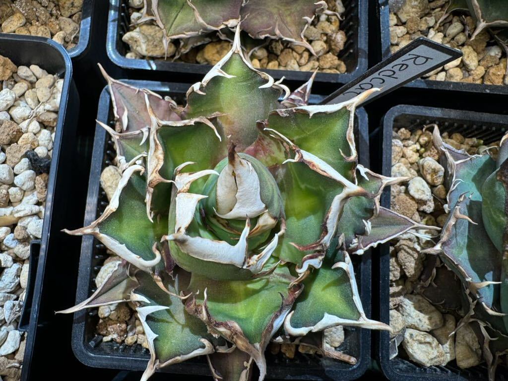 鉢のまま発送 アガベ チタノタ レッドキャットウィーズル 赤猫 agave titanota red catweazleの画像3