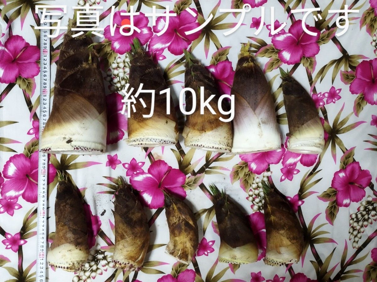 千葉県産タケノコ　約10kg　約8本から10本