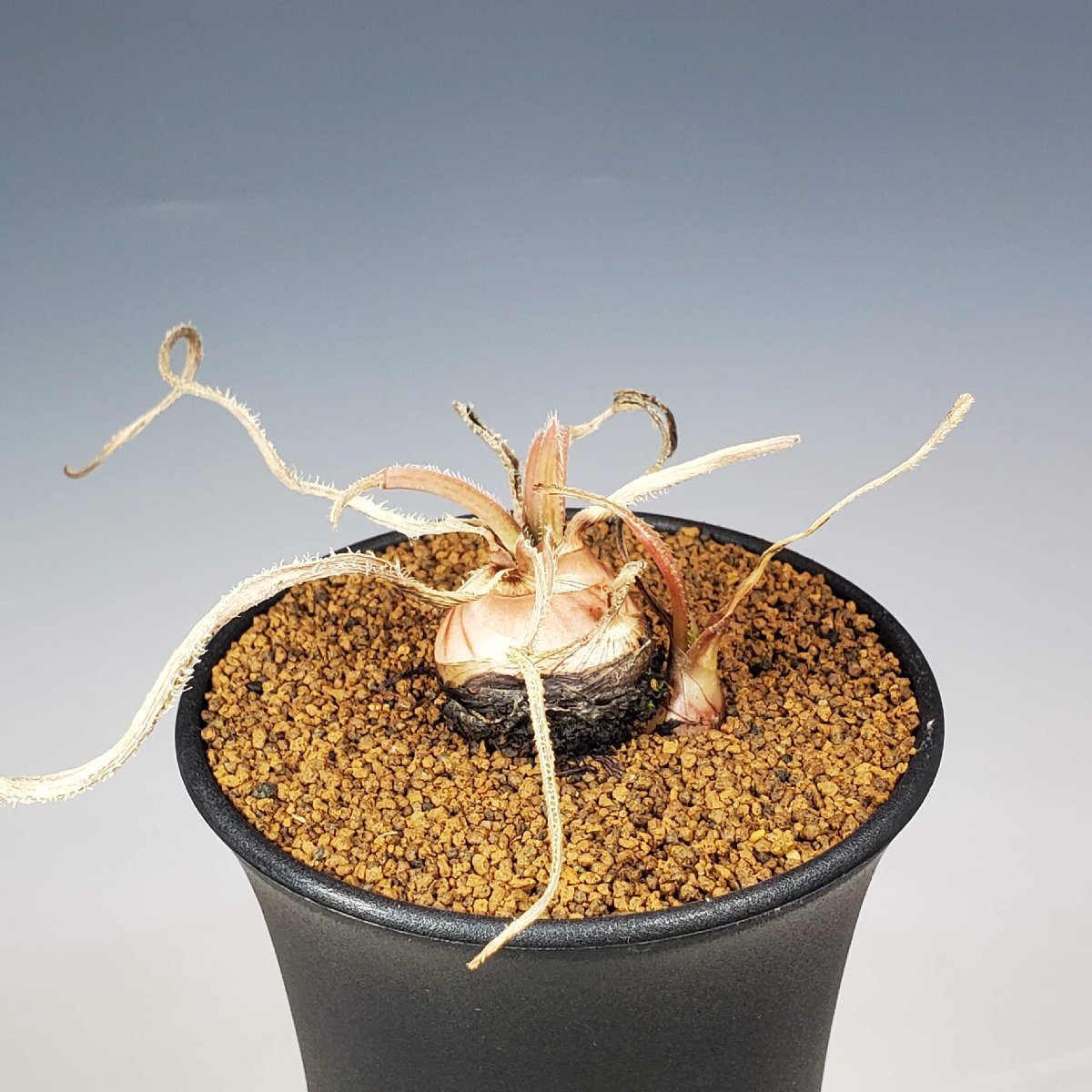 アロエ・リカルドシアエ 変種セトーサ W Namanyere, Tanzania 9cm鉢 ■カクタス長田の画像3