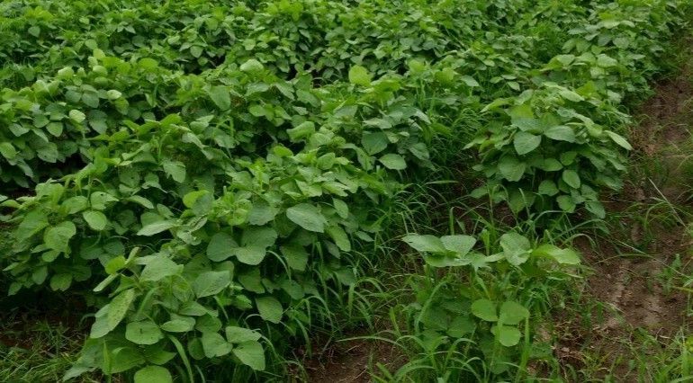 【送料無料】令和5年度滋賀県産　農薬・化学肥料不使用　大豆600g