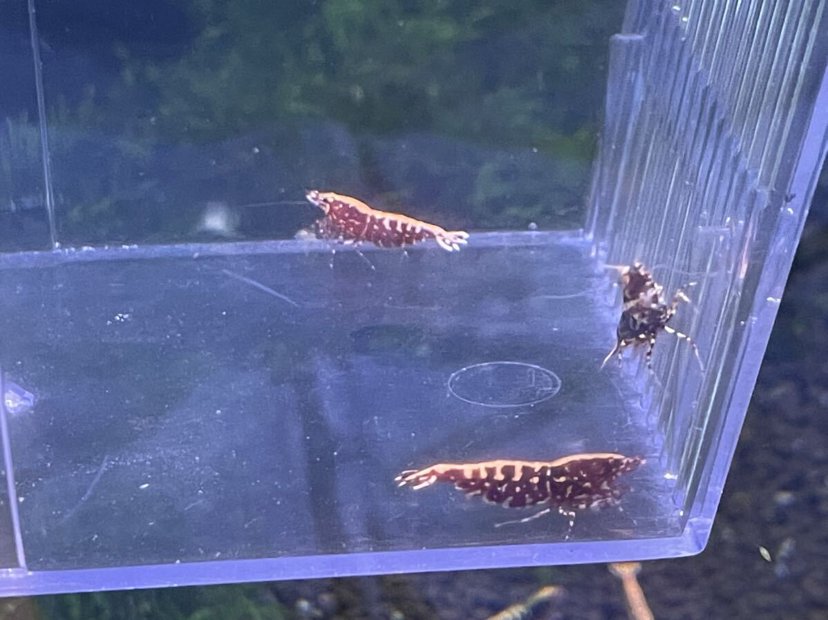  red Galaxy fish bo-n. egg female 1 pcs male 1 pcs .... egg female 1 total 3 pcs Misaki shrimp