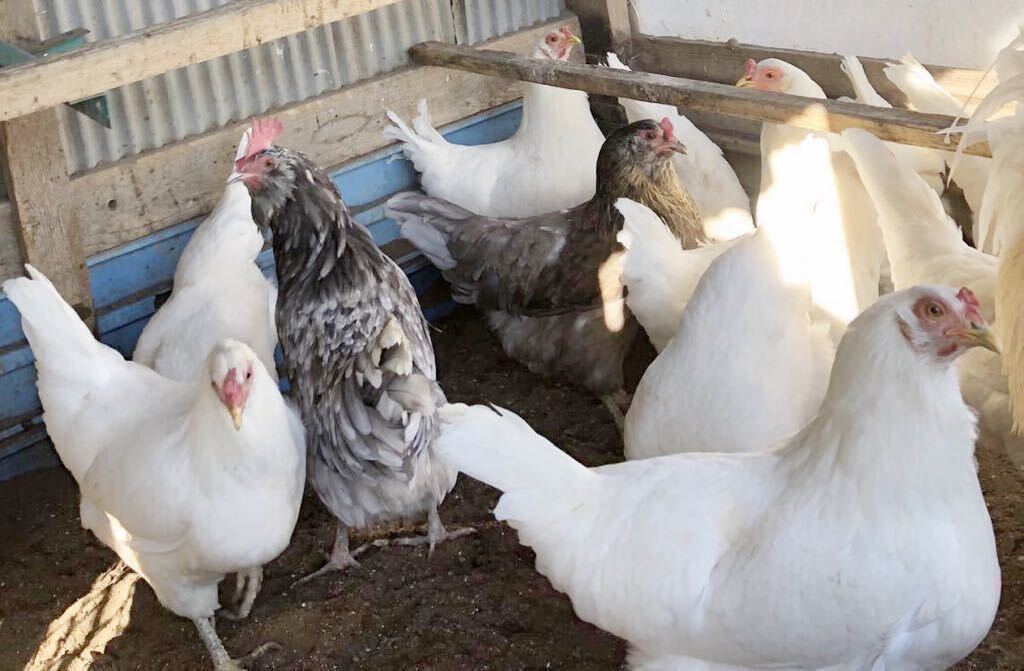 即決 アローカナ 有精卵 6個 青い卵 平飼い 鶏 食用_画像3