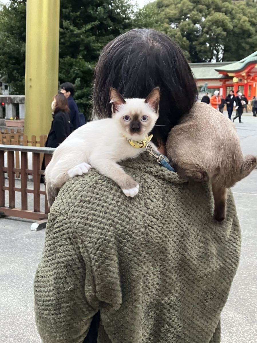 送料込み★ユニチャーム デオトイレ 飛び散らない消臭抗菌サンド4L×4袋セット★猫砂_画像8