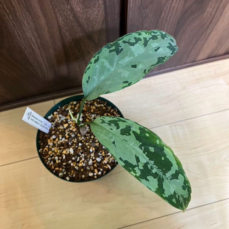 アグラオネマピクタム しるば〜らいん 【LA1218-01b】 LA便 Aglaonema Pictum の画像3