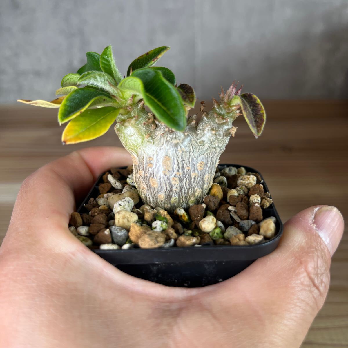 A2 パキポディウムウィンゾリー★ Pachypodium windsorii ★コーデックス　良型　塊根植物　実生1_画像7