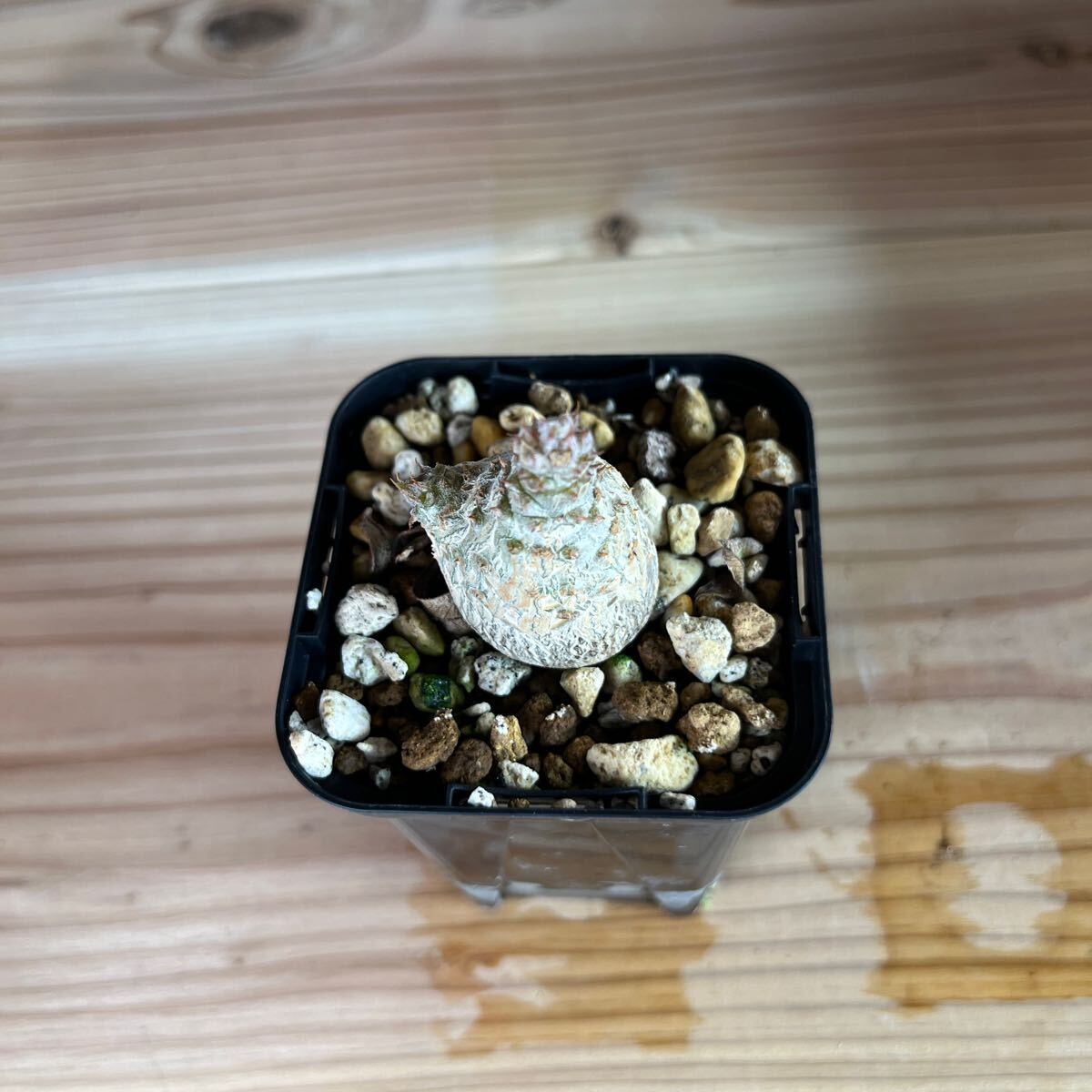 A2 パキポディウムウィンゾリー★ Pachypodium windsorii ★コーデックス 良型 塊根植物 実生1の画像6