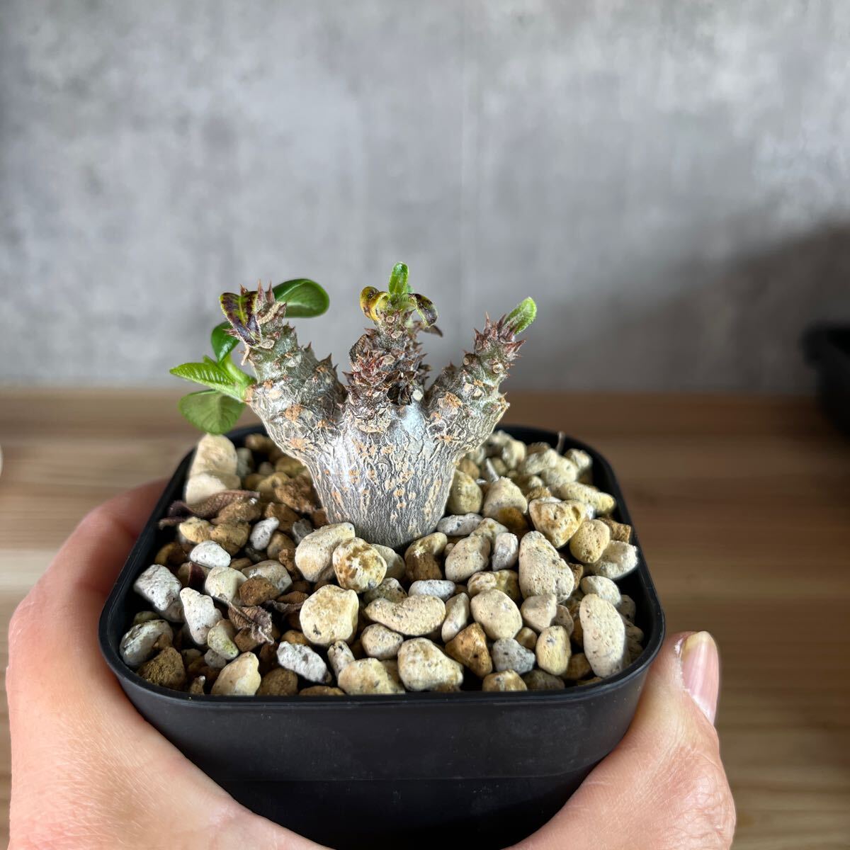 A4 パキポディウムウィンゾリー★ Pachypodium windsorii ★コーデックス 良型 塊根植物 実生1の画像5