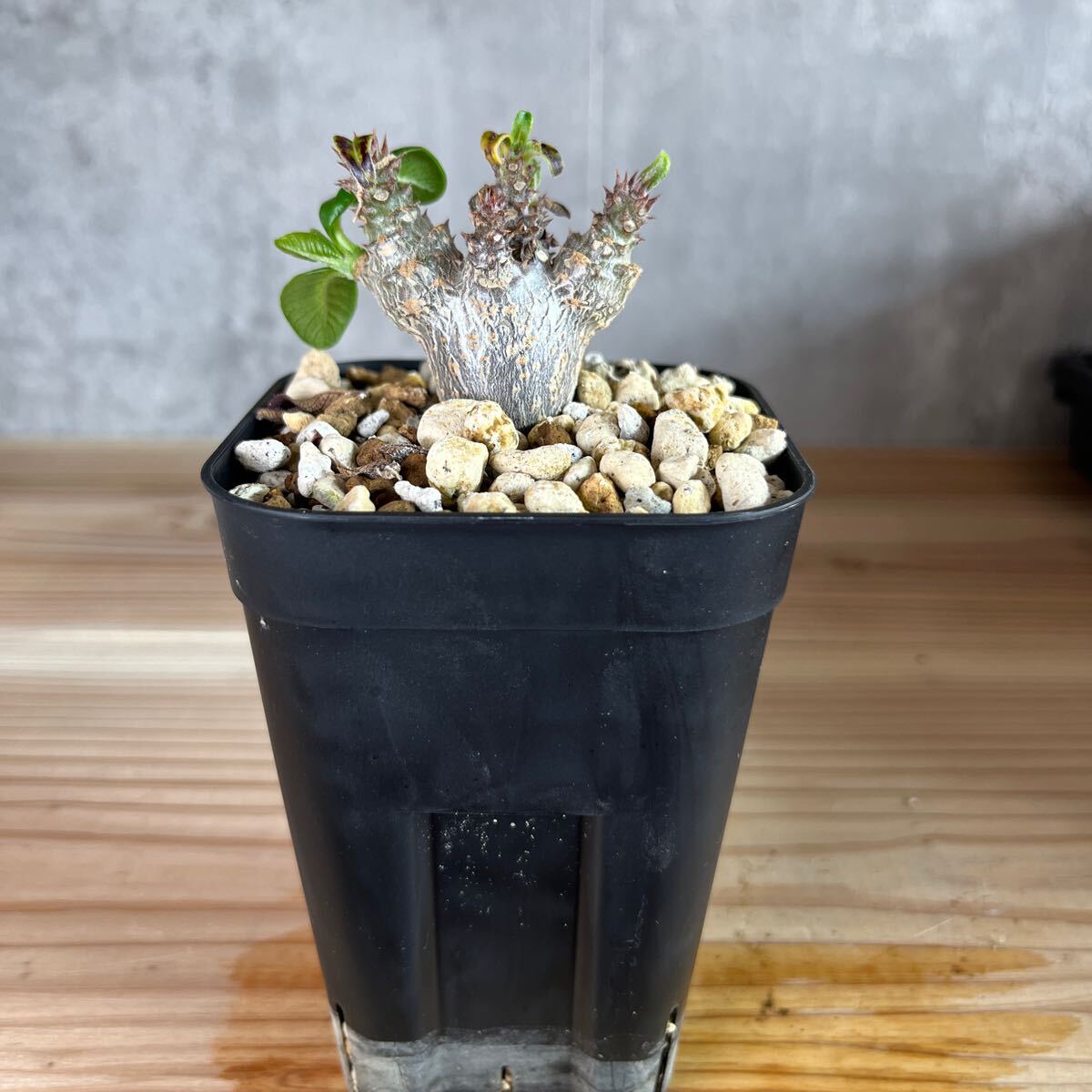 A4 パキポディウムウィンゾリー★ Pachypodium windsorii ★コーデックス 良型 塊根植物 実生1の画像1