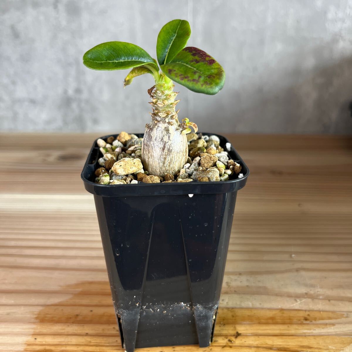 A5 パキポディウムウィンゾリー★ Pachypodium windsorii ★コーデックス 良型 塊根植物 実生1の画像5