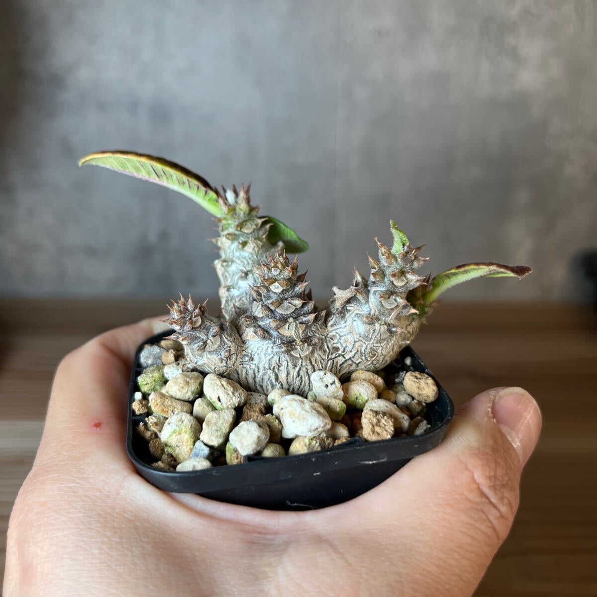 A3 パキポディウムウィンゾリー★ Pachypodium windsorii ★コーデックス 良型 塊根植物 実生1の画像1