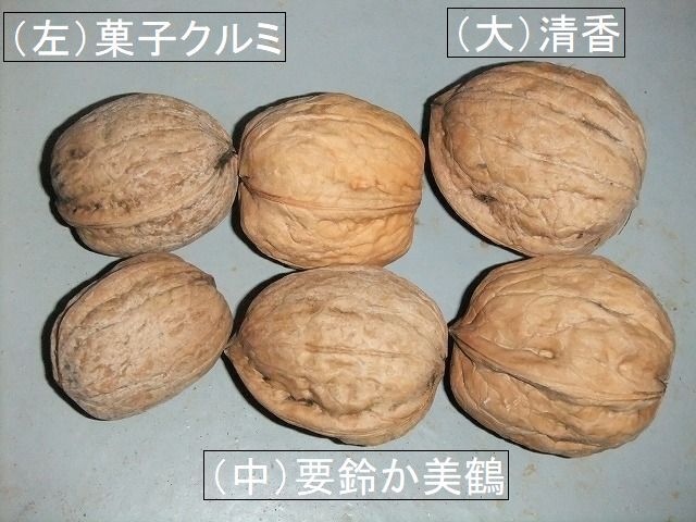 9　清香クルミ（せいこう）味が濃厚で旨味がある高級カシクルミ_画像1