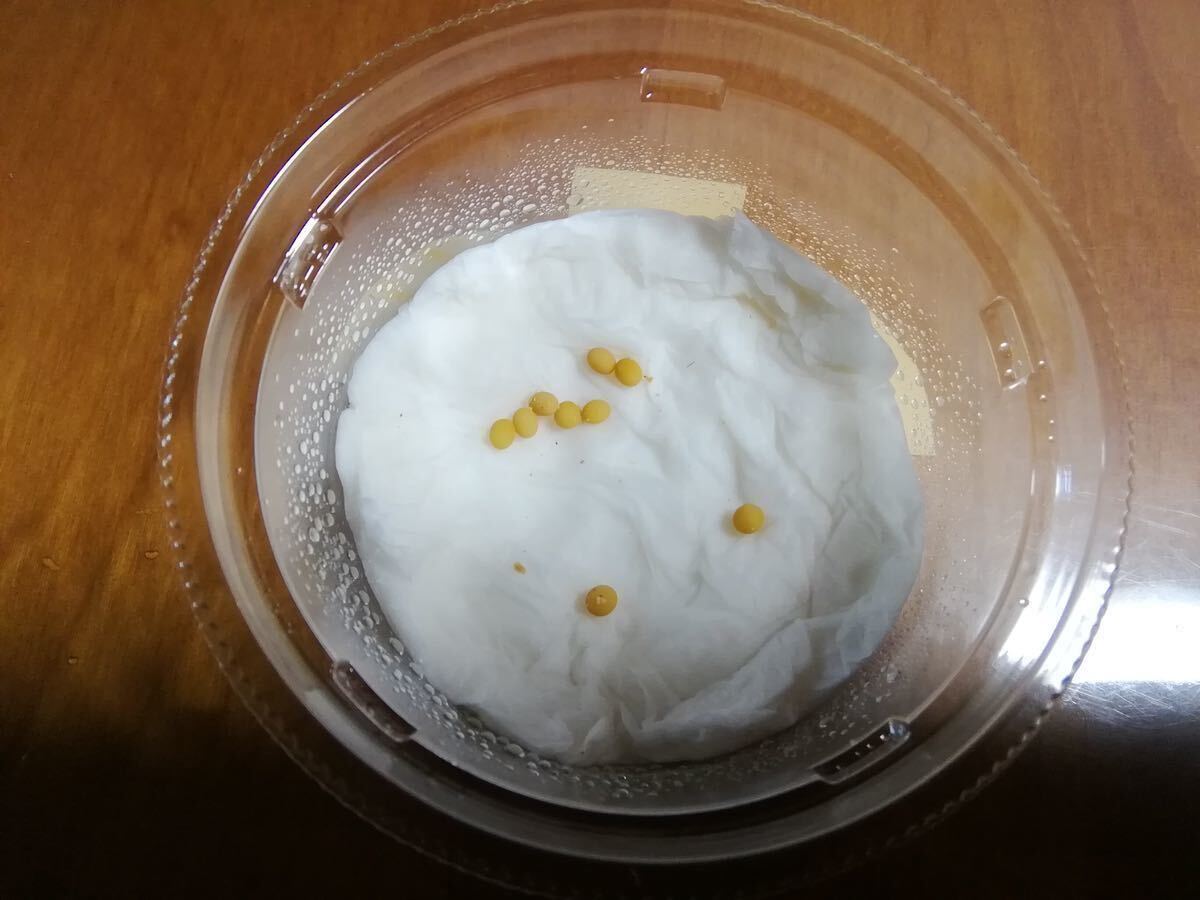 【送料無料】【産卵用】植菌レイシ材Sサイズ × 5本 NO4_画像5