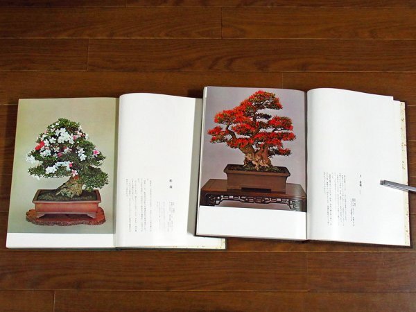  Rhododendron indicum . tree +. Rhododendron indicum . tree 2 pcs. each . entering ../ chestnut .... present-day plan .CB20