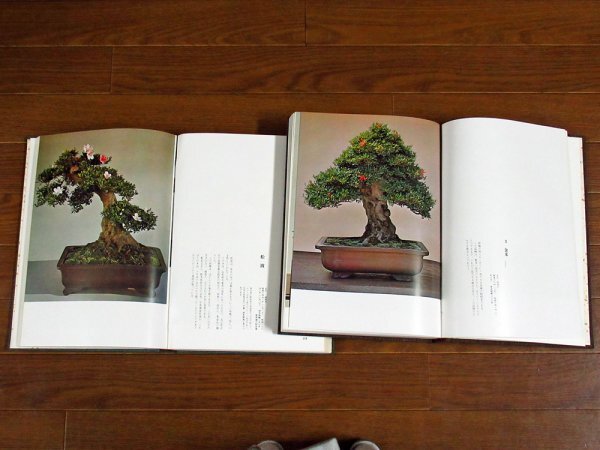  Rhododendron indicum . tree +. Rhododendron indicum . tree 2 pcs. each . entering ../ chestnut .... present-day plan .CB20