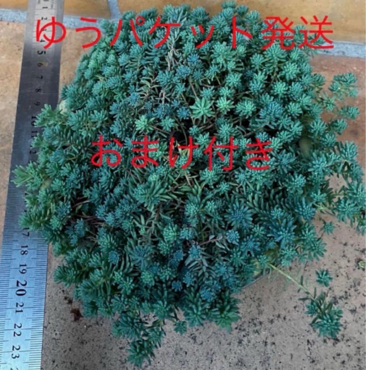 パリダム　抜き苗＋おまけ10種類　多肉植物　セダム　ゆうパケット発送