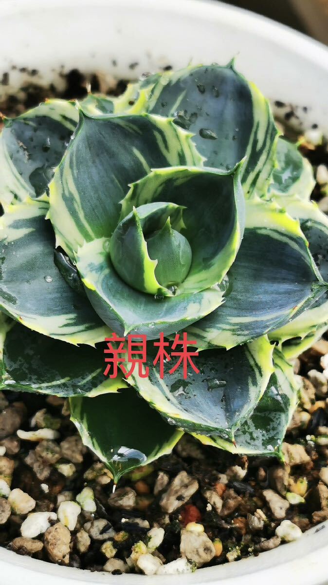 Yahoo!オークション - 【FJ Agave】100アガベ 小精靈錦 極姫錦 Yahoo!オークション - 【FJ Agave】100アガベ 小精靈錦 極姫錦