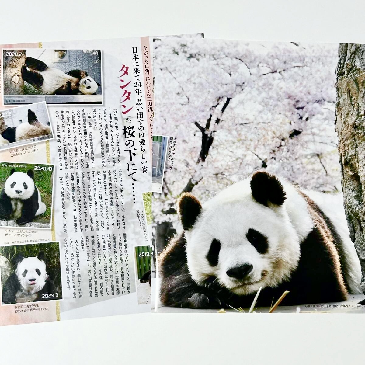 ＜新品♪＞☆【王子動物園 タンタン】ポストカード２種＆15cm定規＆雑誌記事切り抜きの計４点セット☆ ／ジャイアントパンダ 旦旦 スケールの画像2