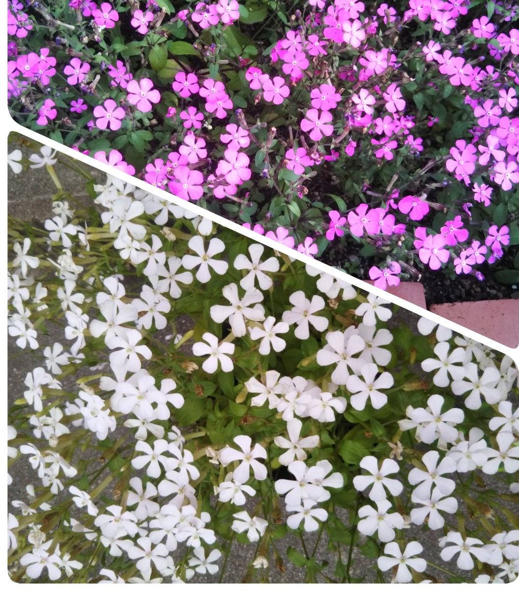 サポナリア　ツルコザクラ　ピンクと白　よりどり３本　花つき　種おまけつき＼(^o^)／