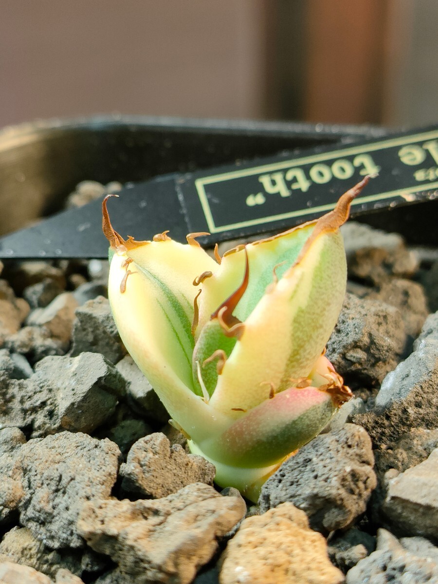 【hiiro】再出品 アガベ スナグルトゥース 暴牙 子株 agave titanota snaggle tooth（検 チタノタ オテロイの画像1