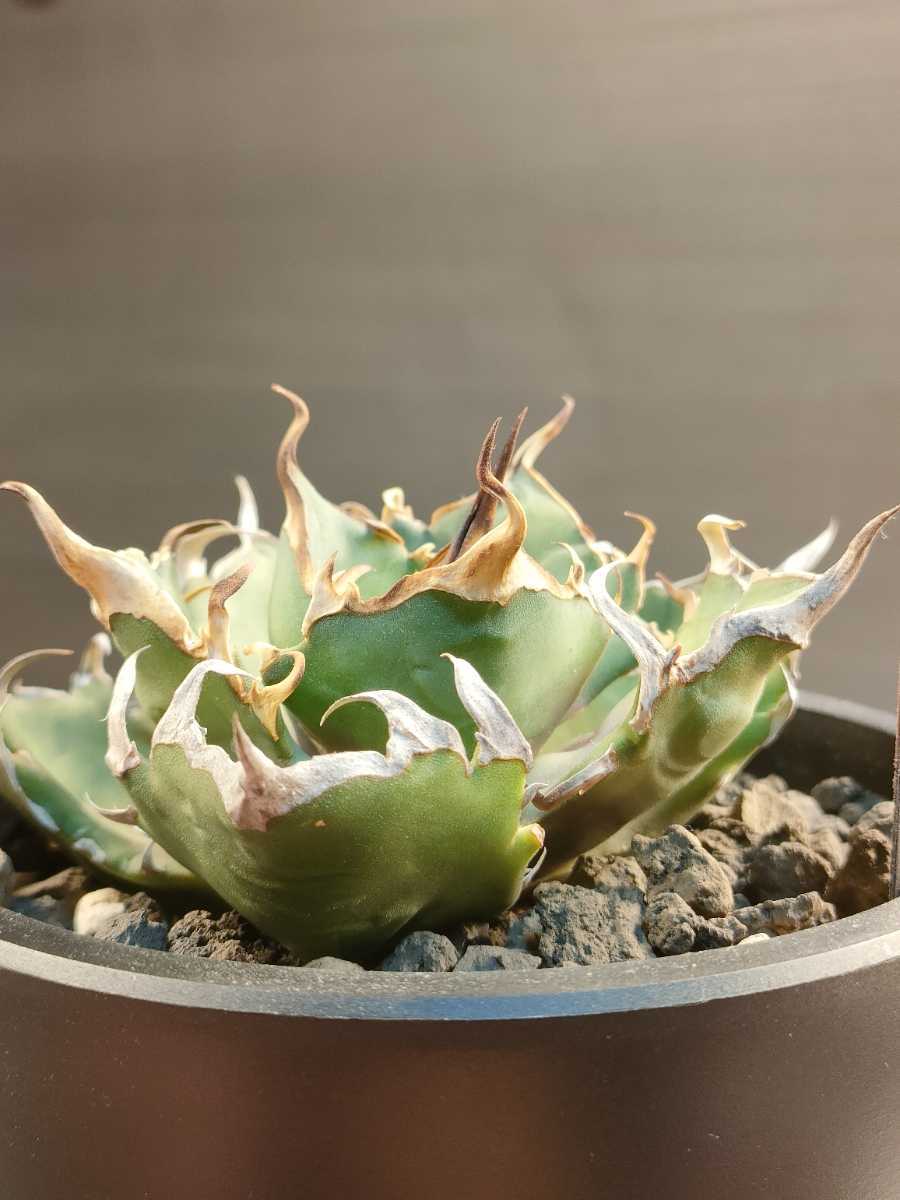 【hiiro】鉢ごと アガベ クレイジー 子株 agave crazy （検 チタノタ オテロイ 発根済の画像8