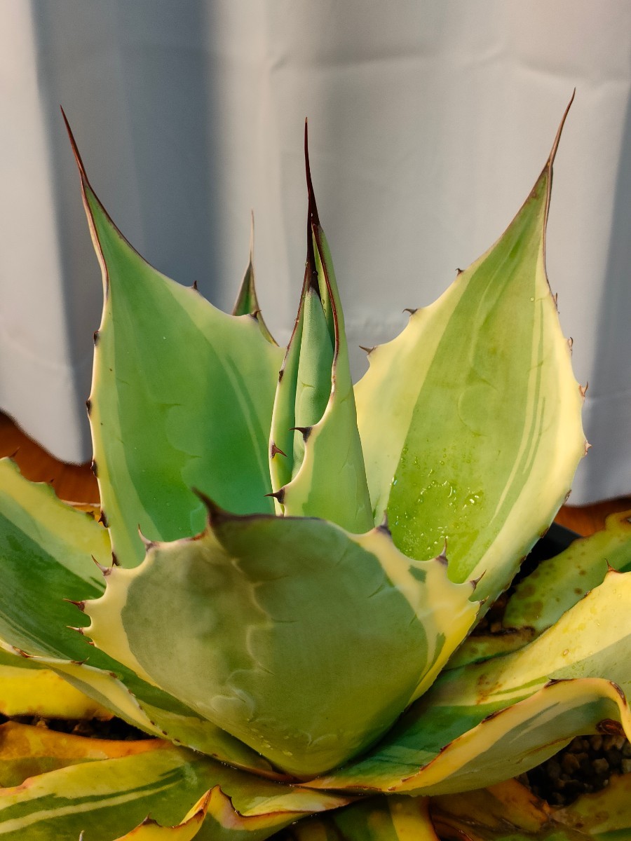 【hiiro】アガベ オバティフォリア オルカ 子株 agave ovatifolia orca（検 チタノタ オテロイ 斑入り 稀少 キラーの画像5