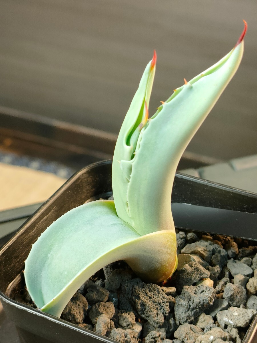 【hiiro】アガベ オバティフォリア オルカ 子株 agave ovatifolia orca（検 チタノタ オテロイ 斑入り 稀少 キラーの画像3