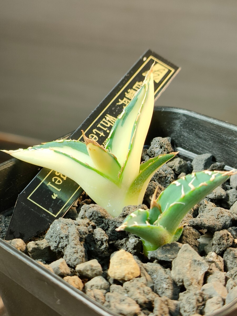 【hiiro】セット 稀少 アガベ 白雲丹 子株 agave ghiesbreghtii white zee egel（検 チタノタ パープソラム 帝釈天 白中斑 ブツブツの画像1